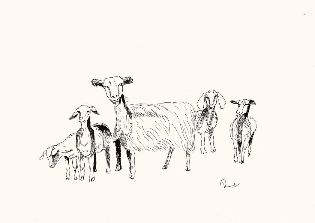 Goats